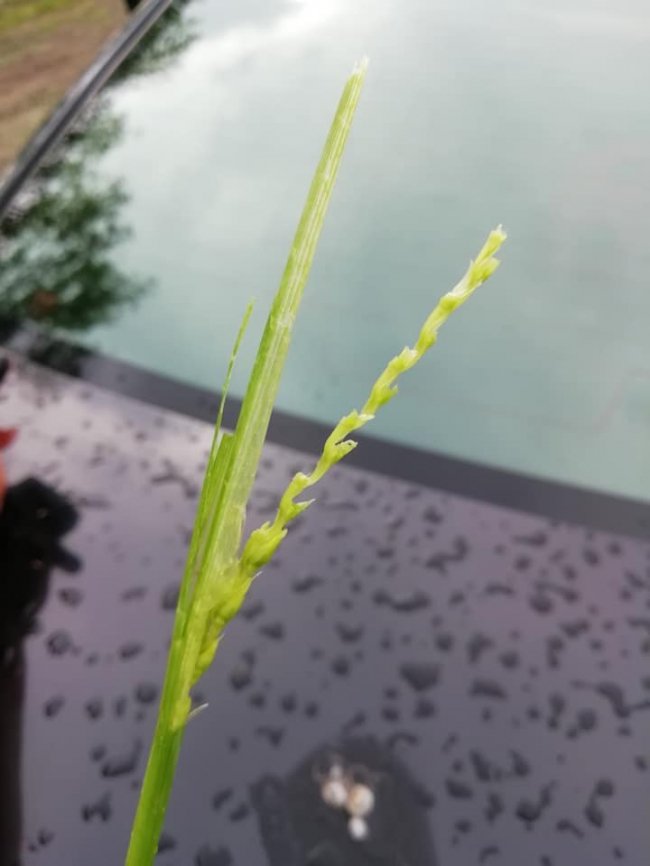 Врожаю не буде: на Ковельщині град побив сотні гектарів поля. ФОТО