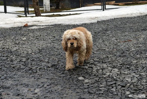 Через відлигу «плаває» приватний сектор у Луцьку. ФОТО