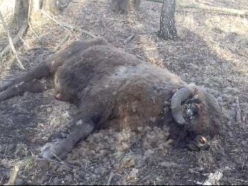 У лісі на Волині знайшли мертвого зубра. ФОТО 18+