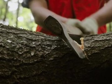 Волинянин заплатить понад 7 тисяч штрафу за зрубане три роки тому дерево