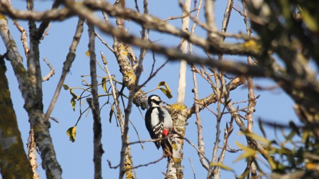 У нацпарку на Волині порахували птахів