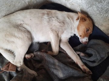 З колодязя на Волині врятували двох собак. Що відомо і як це коментують в поліції. ВІДЕО