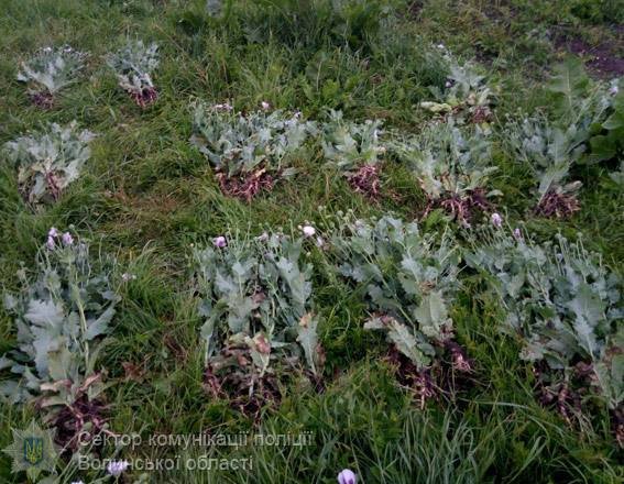 За добу на Волині вилучили 3 тисячі рослин маку