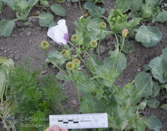 За добу на Волині вилучили 3 тисячі рослин маку