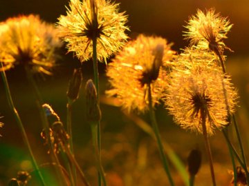 Погода у Луцьку та Волинській області на четвер, 3 червня