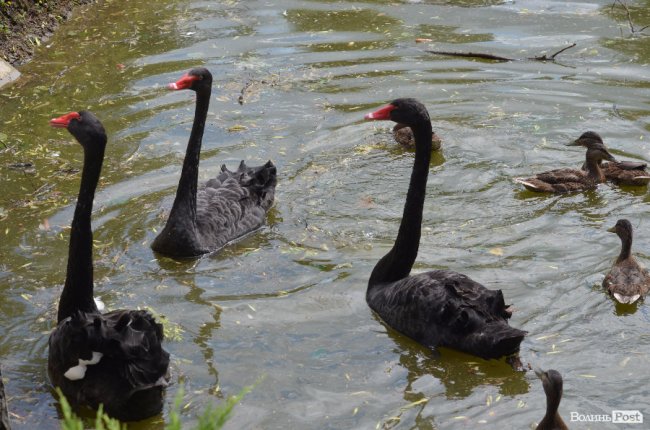 Дітям атовців влаштували екскурсію Луцьким зоопарком