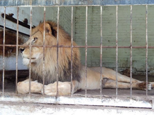 Луцький зоопарк відпочиває. ФОТО