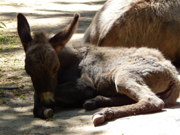 Луцький зоопарк відпочиває. ФОТО