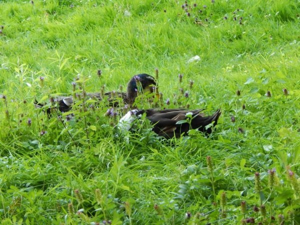 Луцький зоопарк відпочиває. ФОТО