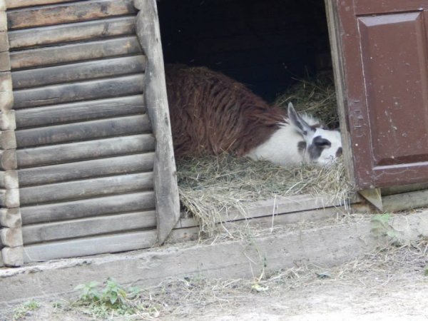 Луцький зоопарк відпочиває. ФОТО