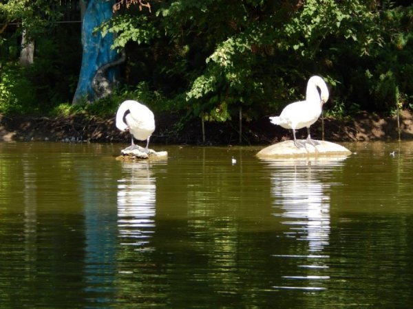 Луцький зоопарк відпочиває. ФОТО