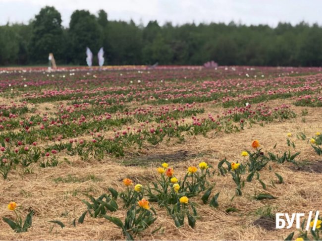 Безкраї поля різнокольорових тюльпанів: на Волині триває сезон у «Квітолісі»