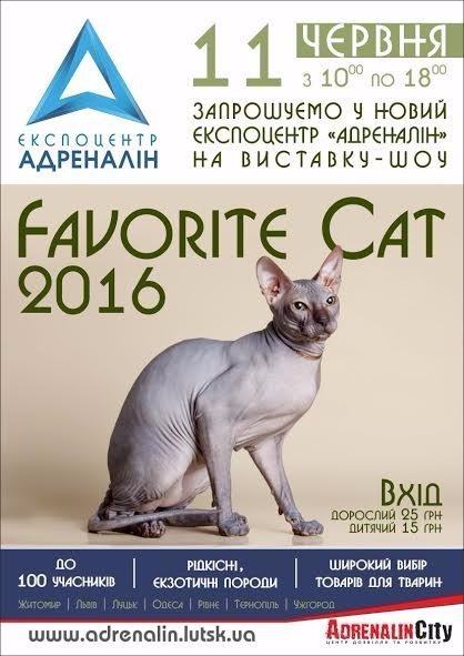 У Луцьку – ексклюзивна виставка котів