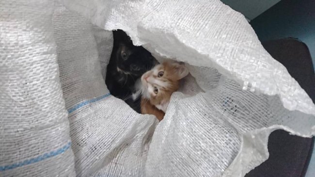 У мішках і коробках: волиняни викидають домашніх тварин під стіни луцької «Ласки»