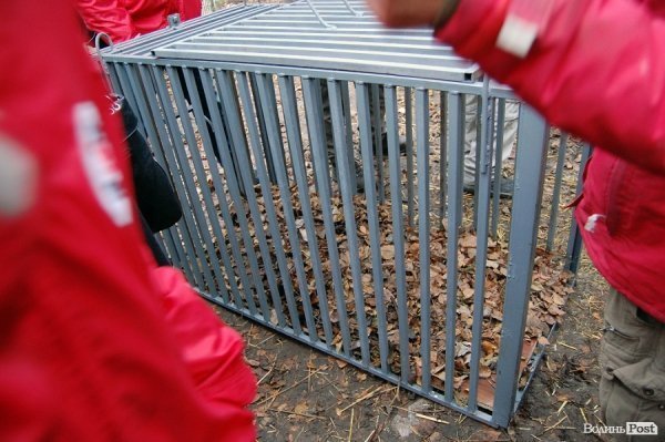 Іноземці забрали ведмежа із луцького зоопарку. ФОТО. ВІДЕО