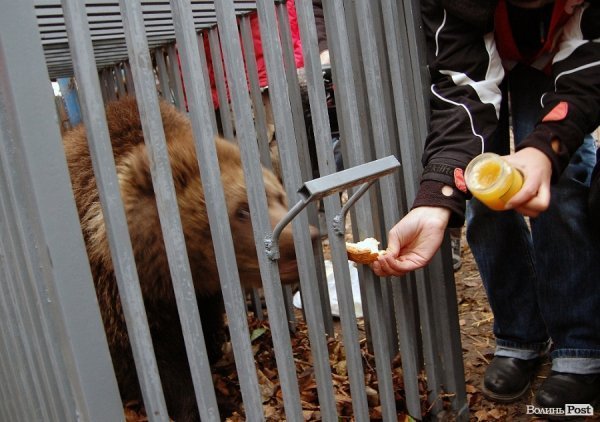 Іноземці забрали ведмежа із луцького зоопарку. ФОТО. ВІДЕО