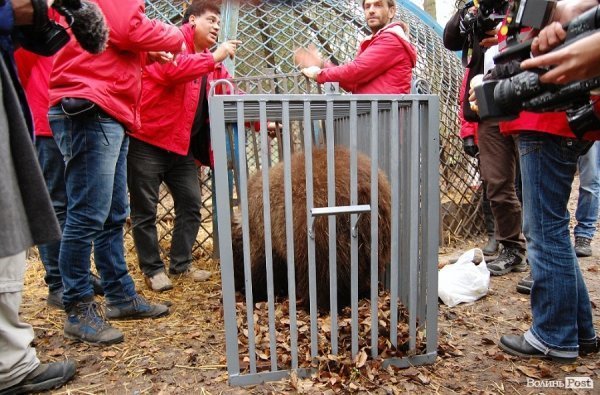 Іноземці забрали ведмежа із луцького зоопарку. ФОТО. ВІДЕО