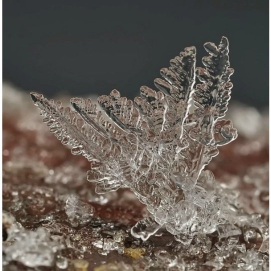 У мережі з’явились неймовірні «портрети» сніжинок. ФОТО