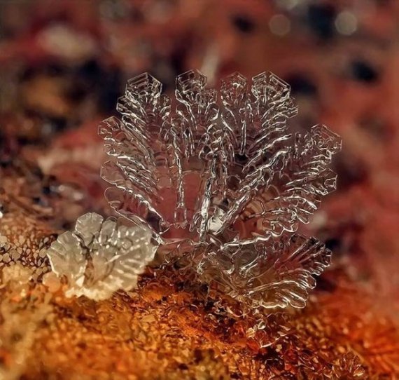 У мережі з’явились неймовірні «портрети» сніжинок. ФОТО