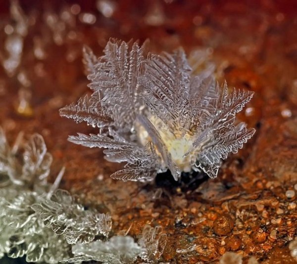 У мережі з’явились неймовірні «портрети» сніжинок. ФОТО