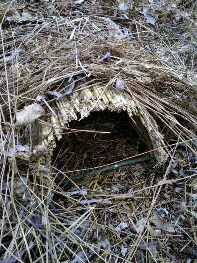 На острові, що посеред Світязю, з'явилися штучні гнізда для качок. ФОТО