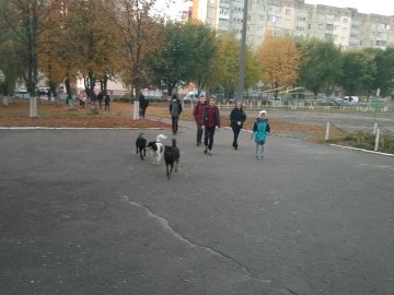 У Ковелі зграя собак «тероризує» учнів біля школи