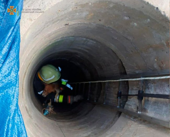 На Волині врятували собаку, який впав у криницю