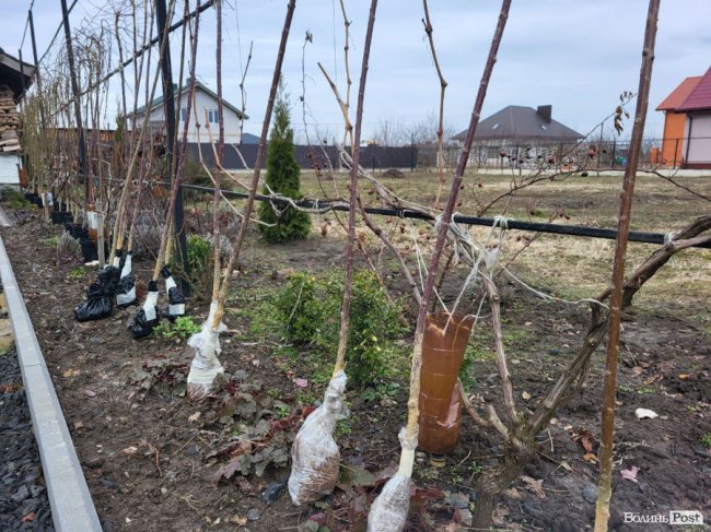 «Ми можемо возити рослини в Європу, а не навпаки», - переможниця програми «Початок» від Дія.Бізнес Ірина Антончик