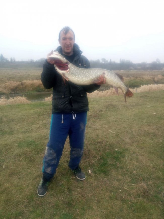 Рекордний улов: у Стиру волинянин спіймав щуку-велетня