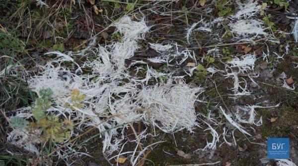 Нововолинці потерпають від нестерпного смороду з місцевого підприємства. ФОТО