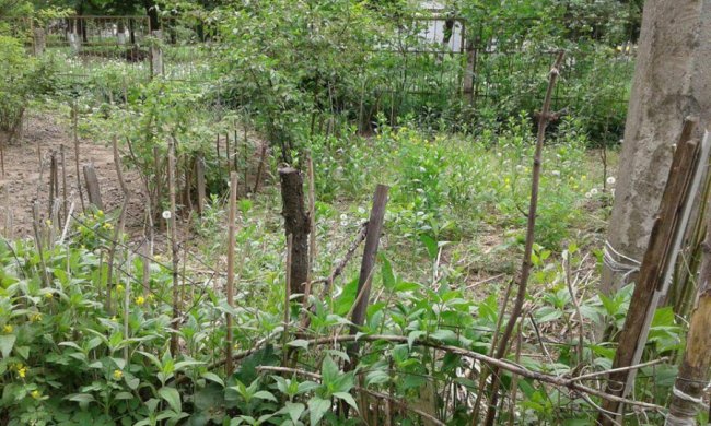 Дріт, гілки та штахети, - муніципали про «паркани» у дворах лучан. ФОТО