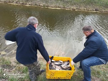 У канали центрального парку Луцька випустили 300 кілограмів товстолоба 