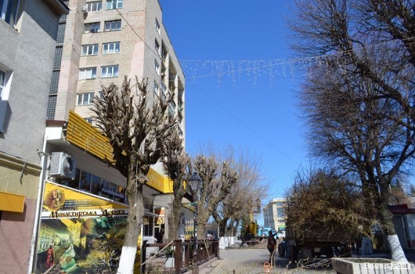 В центрі Луцька різали дерева. ФОТО