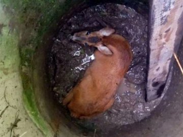 На Волині з покинутого колодязя врятували косулю. ФОТО