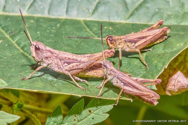 Останній день літа на світлинах луцького фотографа