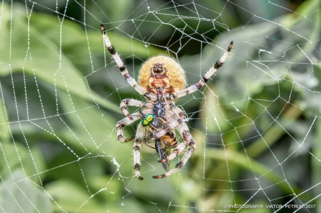 Останній день літа на світлинах луцького фотографа