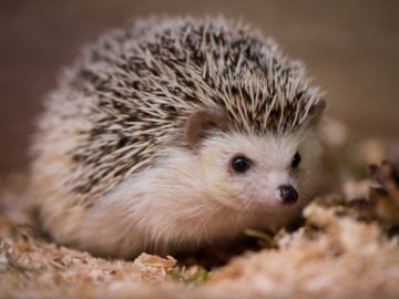 15 вересня – яке сьогодні свято та що не можна категорично робити в цей день