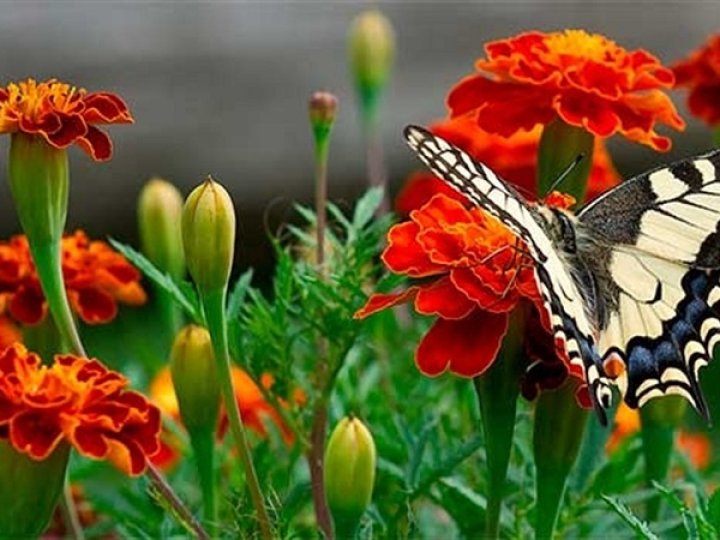 Якою буде погода у Луцьку та на Волині у неділю, 21 вересня