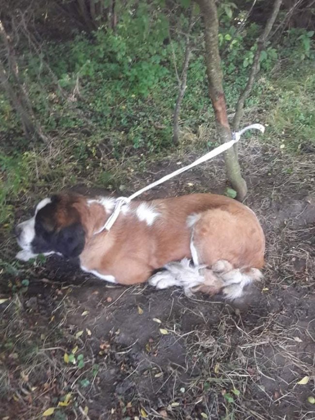 У лісі під Луцьком знайшли собаку, якого прив’язали до дерева і залишили напризволяще. ФОТО