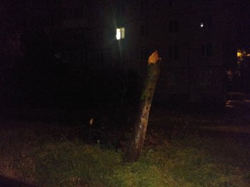 У Луцьку буревій зламав дерево. ФОТО