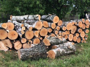 Волинянин незаконно зрізав дерева на території природно-заповідного фонду. ФОТО