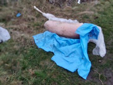 Під Луцьком на сміттєзвалище викинули тушки мертвих свиней. ФОТО 18+