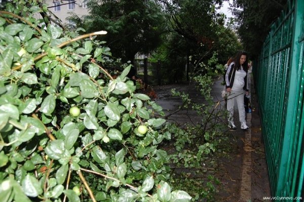 Біля пологового у Луцьку – повалені дерева. ФОТО