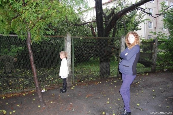 Біля пологового у Луцьку – повалені дерева. ФОТО