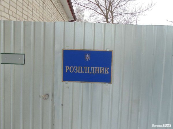 Тут живуть собаки