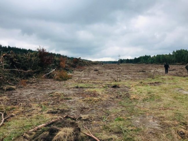 На Волині приватне підприємство підозрюють у незаконному знищенні лісу