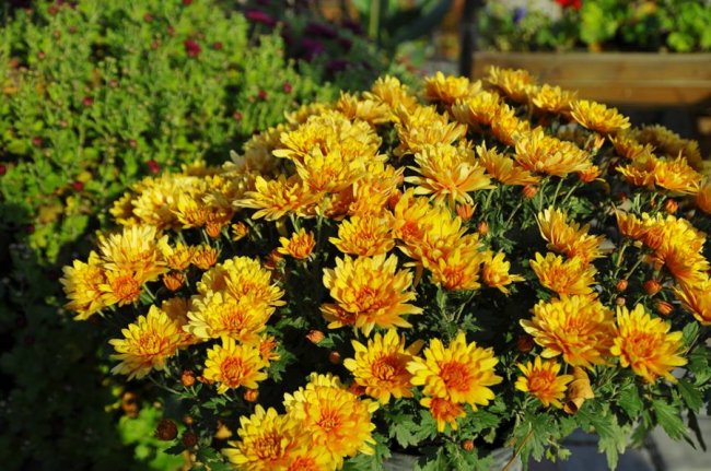 Опублікували неймовірні фото осінніх квітів у луцькому звіринці