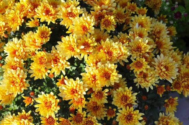 Опублікували неймовірні фото осінніх квітів у луцькому звіринці