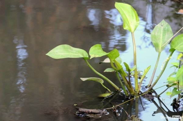 Фотопогляд: вулиця Шопена 