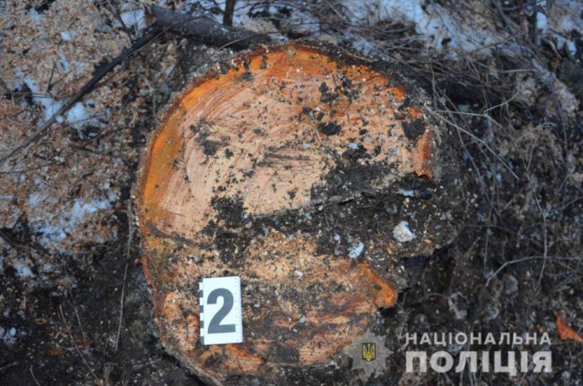 На Волині затримали вантажівку та кінну підводу з незаконним лісом. ФОТО